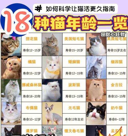 唐宋猫咪出装最新版攻略（打造时尚与舒适并存的猫咪时装，带你体验猫咪出装的乐趣）