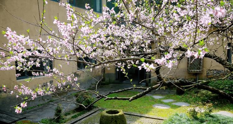 《探寻树灵石碑诗句草药攻略》（解码树灵石碑的秘密，掌握珍贵草药知识）